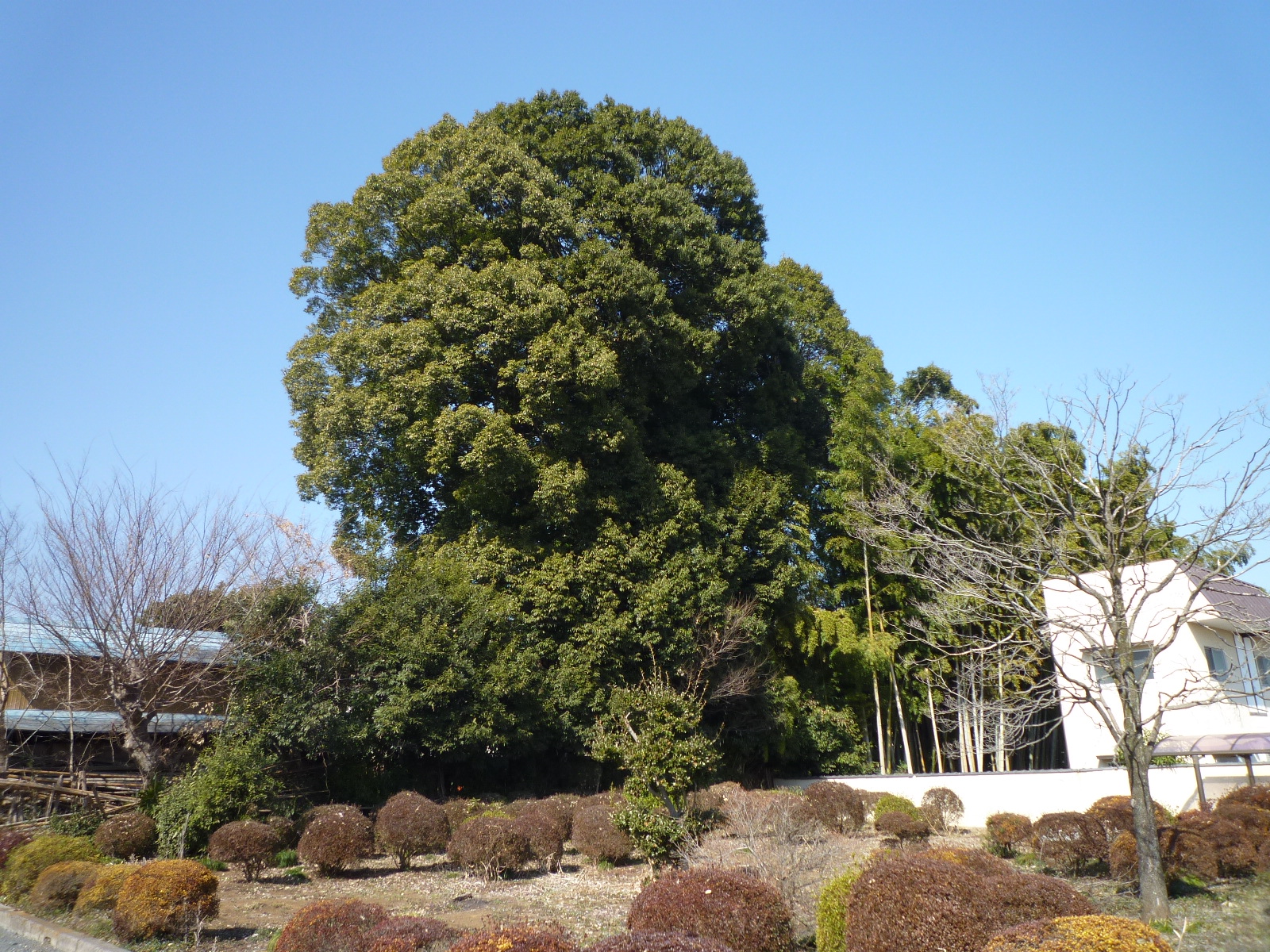 さいたま市見沼区　Ｉ様邸樹木伐採工事